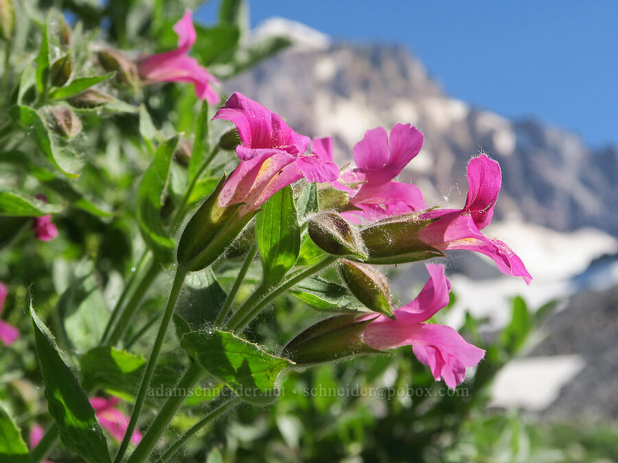 Lewis' monkeyflower (Erythranthe lewisii (Mimulus lewisii)) [Glisan Creek, Mt. Hood Wilderness, Hood River County, Oregon]