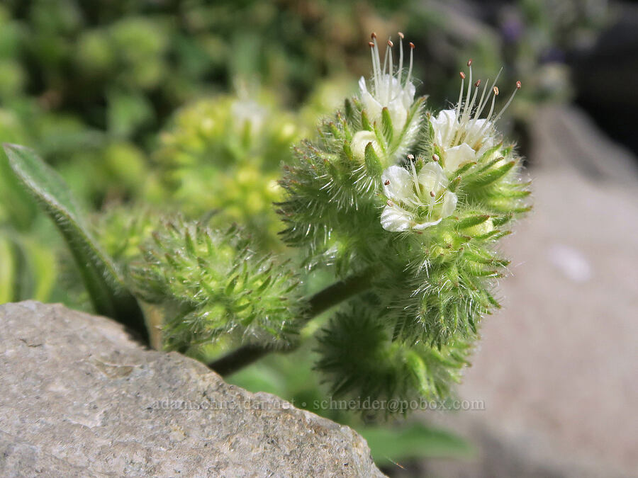 silver-leaf phacelia (Phacelia hastata) [Glisan Creek, Mt. Hood Wilderness, Hood River County, Oregon]