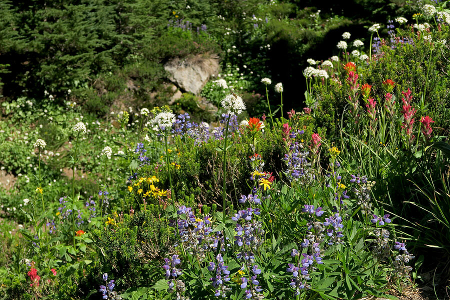 subalpine wildflowers (Valeriana sitchensis, Lupinus latifolius, Castilleja suksdorfii, Castilleja parviflora var. oreopola, Arnica sp.) [Timberline Trail, Mt. Hood Wilderness, Hood River County, Oregon]
