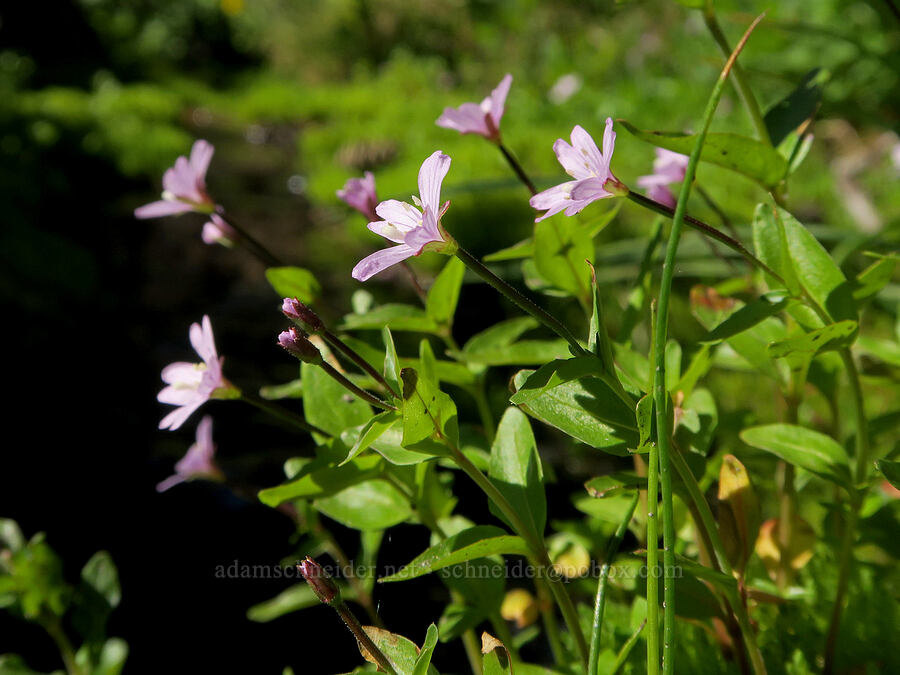 Hornemann's willow-herb (Epilobium hornemannii) [Timberline Trail, Mt. Hood Wilderness, Hood River County, Oregon]
