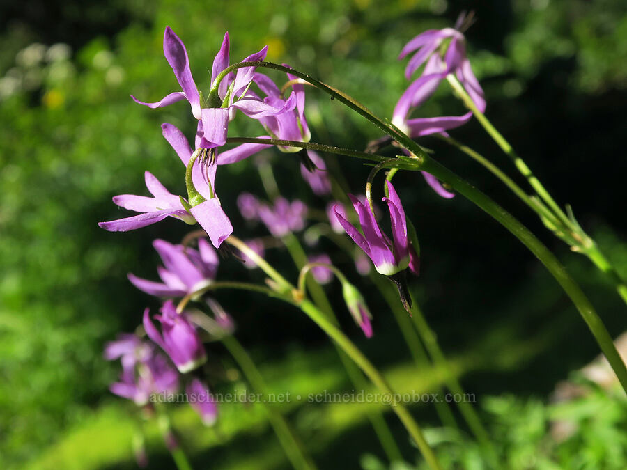 tall mountain shooting stars (Dodecatheon jeffreyi (Primula jeffreyi)) [Timberline Trail, Mt. Hood Wilderness, Hood River County, Oregon]