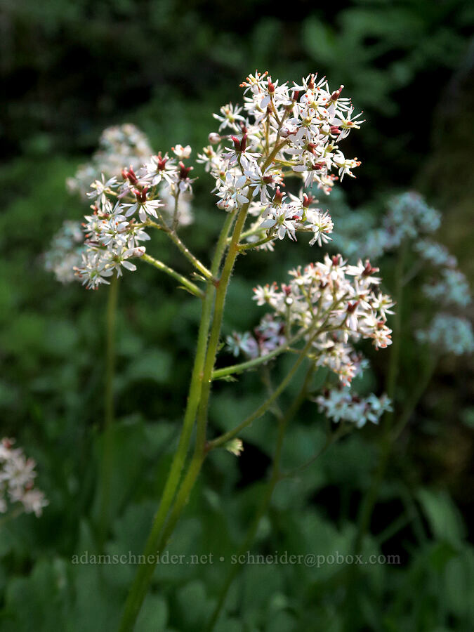 Nelson's saxifrage (Micranthes nelsoniana var. cascadensis (Saxifraga nelsoniana)) [Timberline Trail, Mt. Hood Wilderness, Hood River County, Oregon]