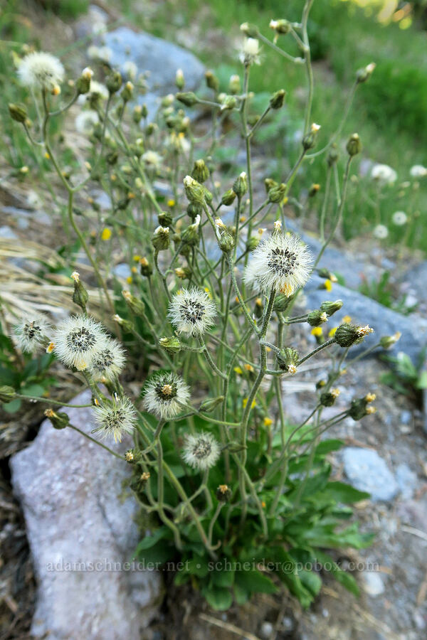 alpine hawkweed, going to seed (Hieracium triste (Hieracium gracile) (Pilosella tristis)) [Timberline Trail, Mt. Hood Wilderness, Hood River County, Oregon]