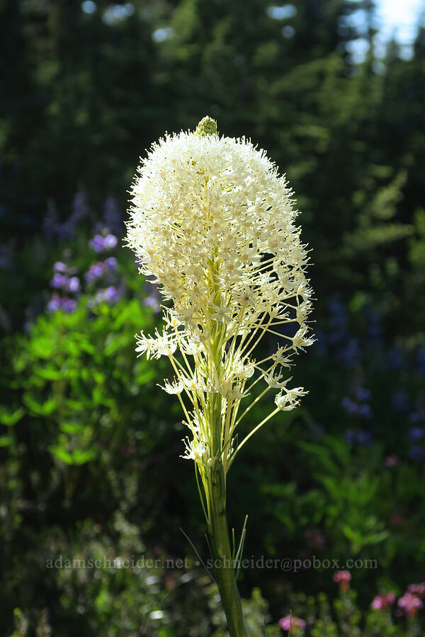 beargrass (Xerophyllum tenax) [Timberline Trail, Mt. Hood Wilderness, Hood River County, Oregon]