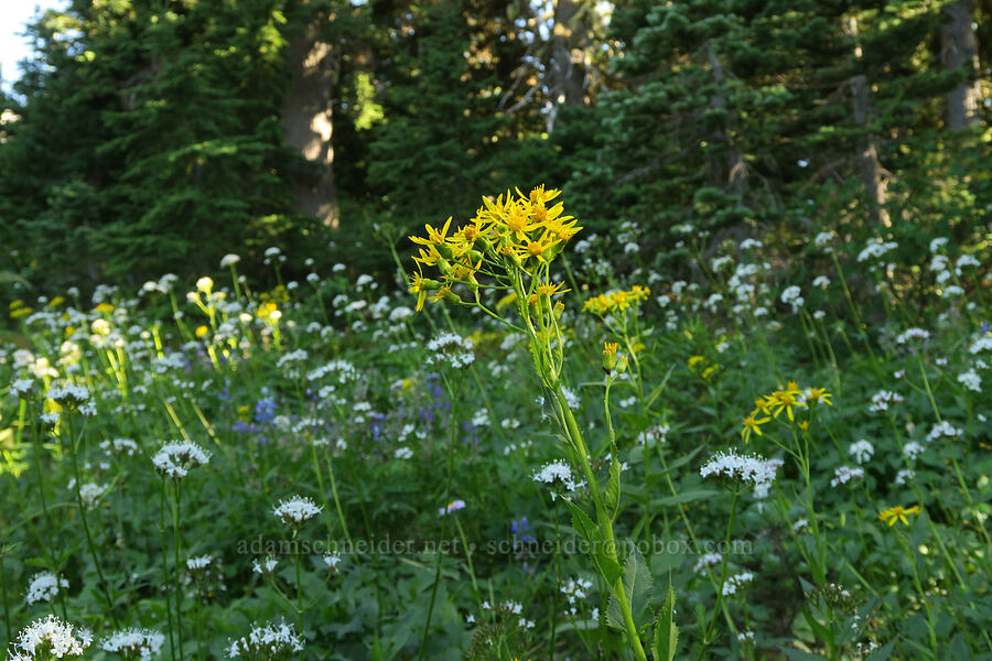 groundsel, valerian, & lupines (Senecio triangularis, Valeriana sitchensis, Lupinus latifolius) [Timberline Trail, Mt. Hood Wilderness, Hood River County, Oregon]