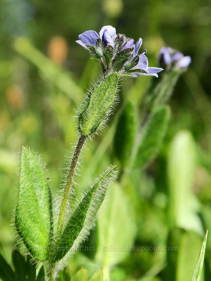 alpine speedwell (Veronica wormskjoldii) [Mazama Trail, Mt. Hood Wilderness, Hood River County, Oregon]