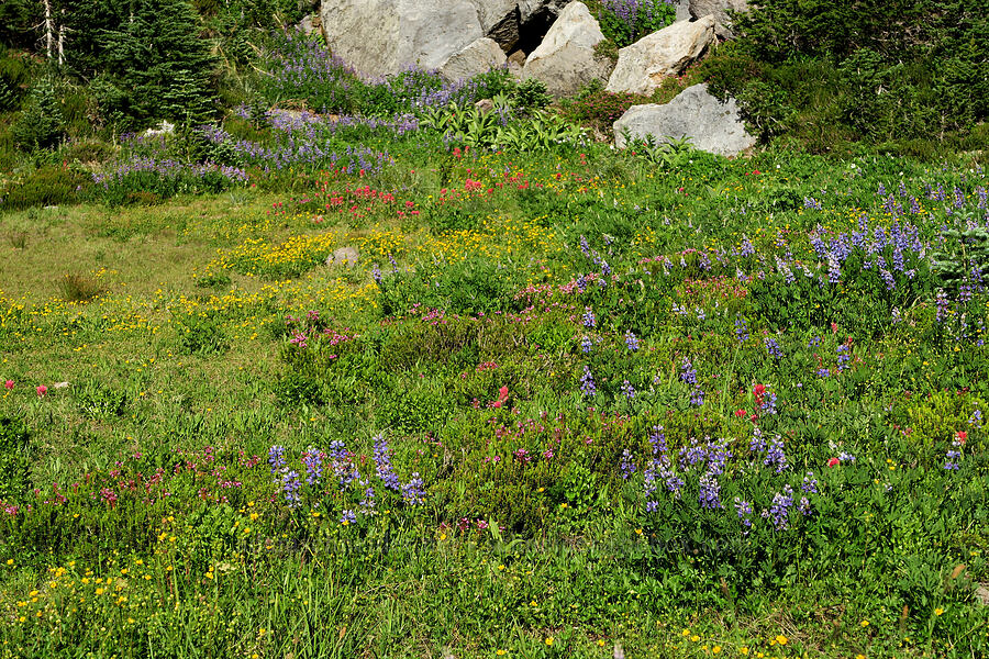 subalpine wildflowers (Lupinus latifolius, Castilleja parviflora var. oreopola, Potentilla flabellifolia, Phyllodoce empetriformis, Veratrum viride var. eschscholtzianum (Veratrum eschscholtzii)) [Timberline Trail, Mt. Hood Wilderness, Hood River County, Oregon]