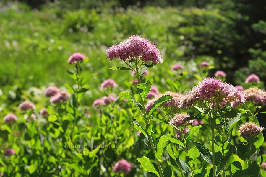 subalpine spirea (Spiraea splendens (Spiraea densiflora)) [Timberline Trail, Mt. Hood Wilderness, Hood River County, Oregon]