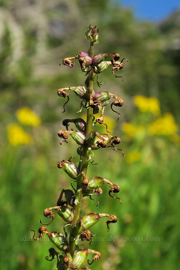 elephant's-head lousewort, going to seed (Pedicularis groenlandica) [Timberline Trail, Mt. Hood Wilderness, Hood River County, Oregon]