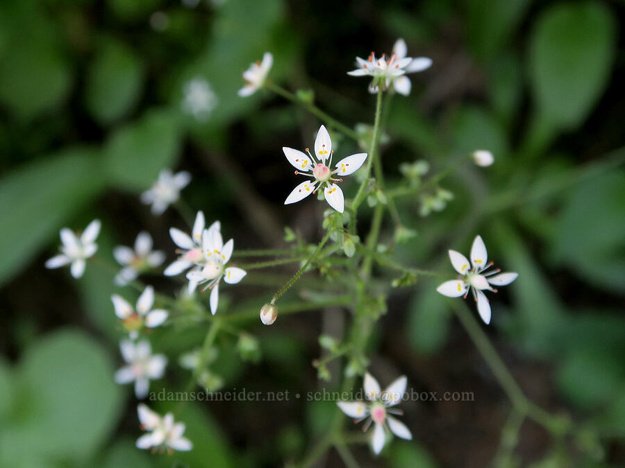 rusty saxifrage (Micranthes ferruginea (Saxifraga ferruginea)) [Timberline Trail, Mt. Hood Wilderness, Hood River County, Oregon]