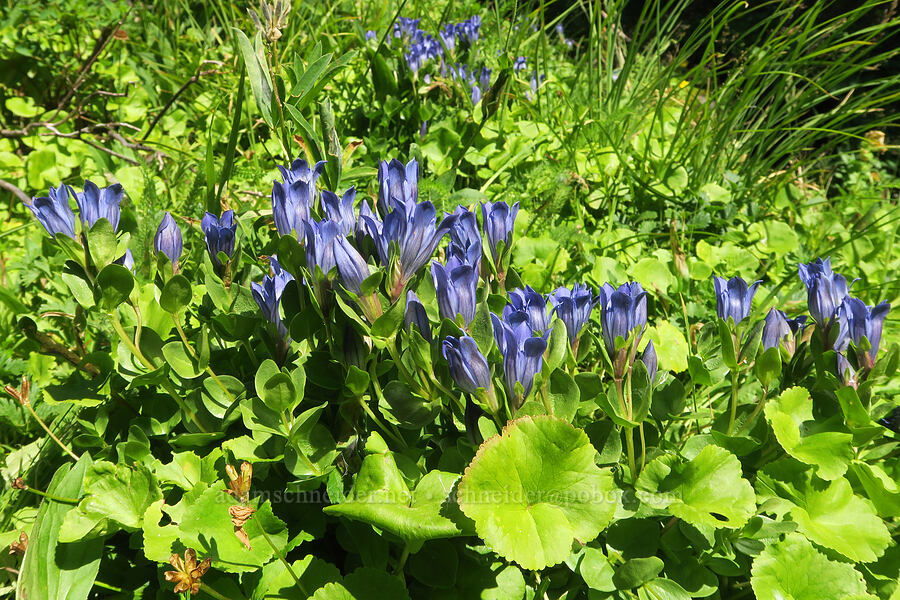 explorer's gentian (Gentiana calycosa) [Timberline Trail, Mt. Hood Wilderness, Hood River County, Oregon]