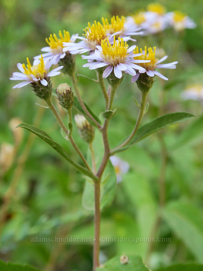 rough-leaf asters (Eurybia radulina) [Bald Mountain, Mt. Hood Wilderness, Clackamas County, Oregon]