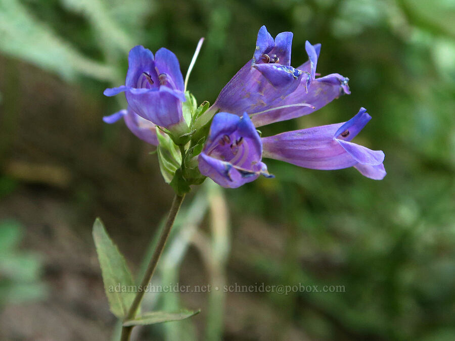 Cascade penstemon (Penstemon serrulatus) [Bald Mountain, Mt. Hood Wilderness, Clackamas County, Oregon]