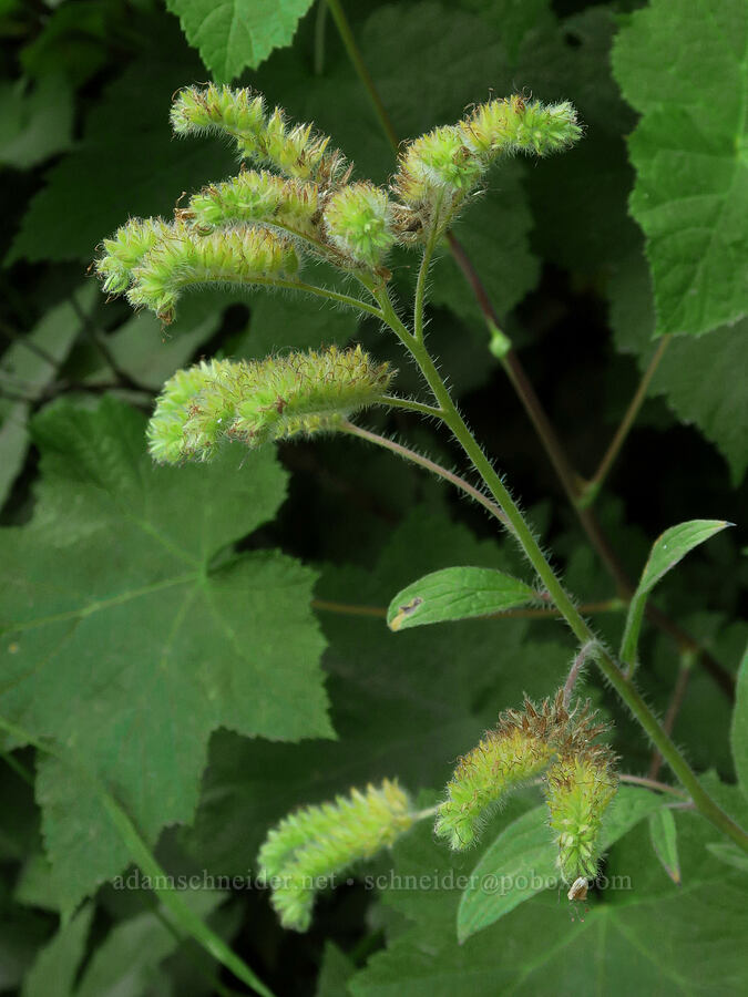 varied-leaf phacelia, going to seed (Phacelia heterophylla) [Bald Mountain, Mt. Hood Wilderness, Clackamas County, Oregon]