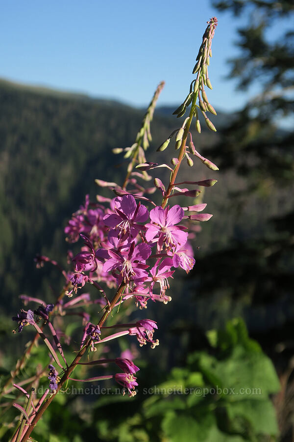fireweed (Chamerion angustifolium (Chamaenerion angustifolium) (Epilobium angustifolium)) [Bald Mountain, Mt. Hood Wilderness, Clackamas County, Oregon]