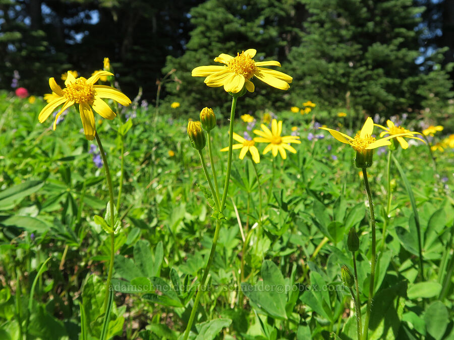 broad-leaf arnica (Arnica latifolia) [Naches Peak climber's trail, Okanogan-Wenatchee National Forest, Yakima County, Washington]