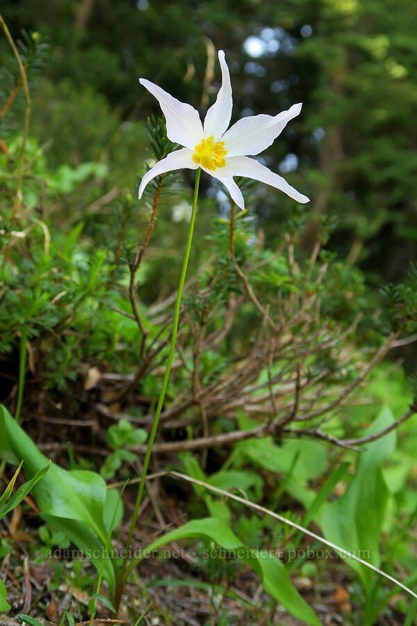 avalanche lily (Erythronium montanum) [Naches Peak climber's trail, Okanogan-Wenatchee National Forest, Yakima County, Washington]