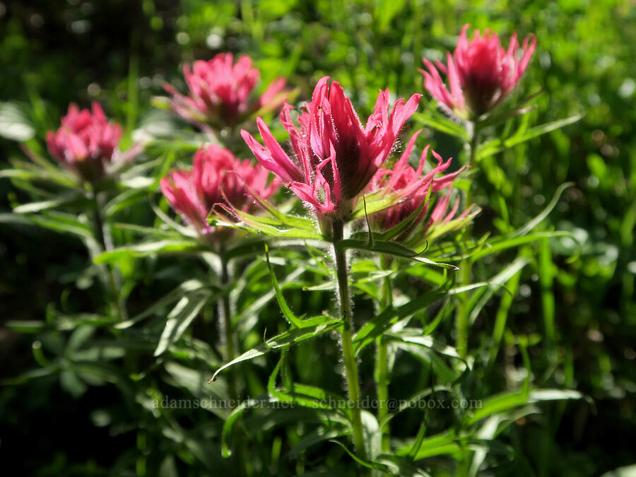 magenta paintbrush (Castilleja parviflora var. oreopola) [Naches Peak climber's trail, Okanogan-Wenatchee National Forest, Yakima County, Washington]