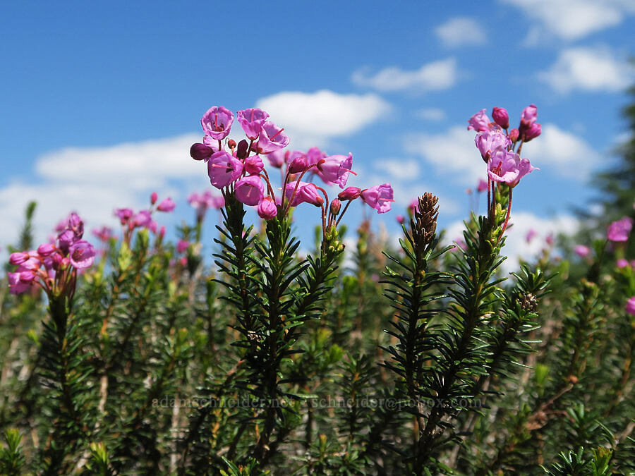 pink mountain heather (Phyllodoce empetriformis) [Naches Peak climber's trail, Mt. Rainier National Park, Yakima County, Washington]