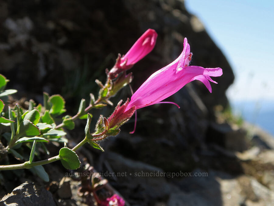 cliff penstemon (Penstemon rupicola) [Naches Peak, Mt. Rainier National Park, Yakima County, Washington]