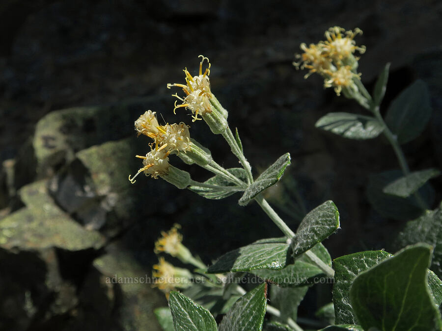 silver-back luina (Luina hypoleuca) [Naches Peak, Mt. Rainier National Park, Yakima County, Washington]
