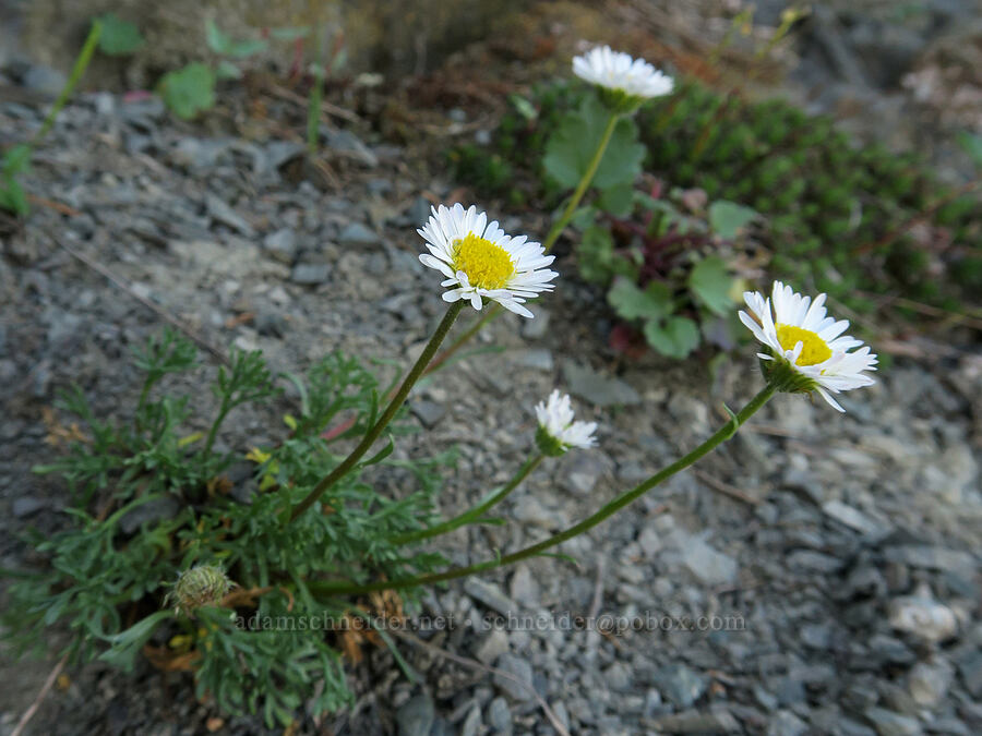 cut-leaf fleabane (Erigeron compositus) [Naches Peak, Okanogan-Wenatchee National Forest, Yakima County, Washington]