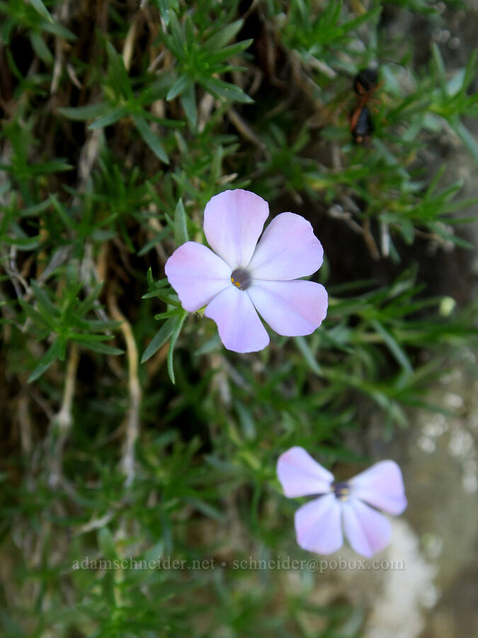 spreading phlox (Phlox diffusa) [Naches Peak, Okanogan-Wenatchee National Forest, Yakima County, Washington]