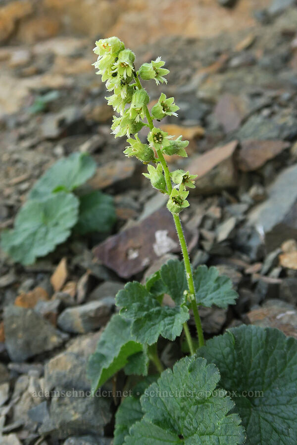 fuzzy elmera (Elmera racemosa) [Naches Peak, Okanogan-Wenatchee National Forest, Yakima County, Washington]
