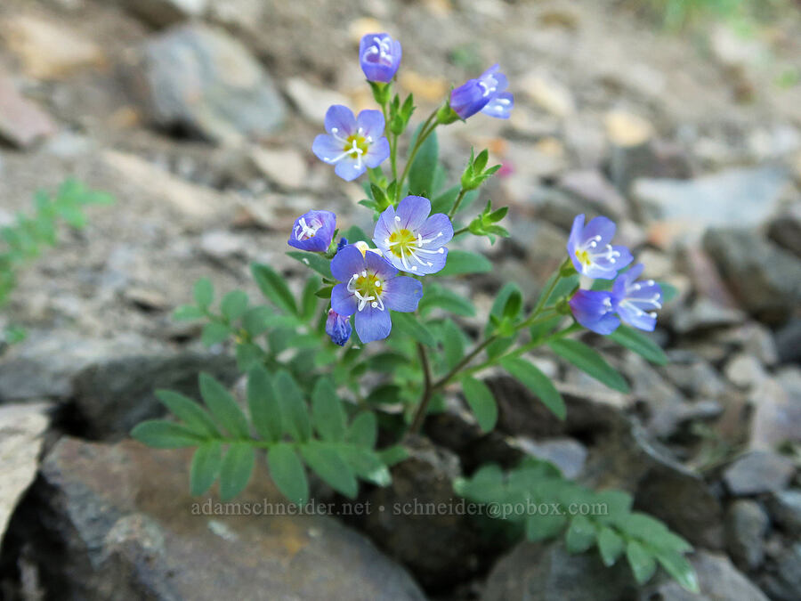 California Jacob's-ladder (Polemonium californicum) [Naches Peak, Okanogan-Wenatchee National Forest, Yakima County, Washington]