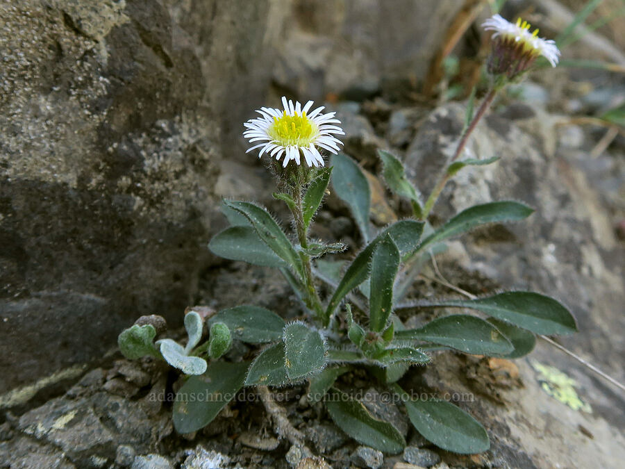 northern daisy/fleabane (Erigeron nivalis (Erigeron acris ssp. debilis)) [Naches Peak, Okanogan-Wenatchee National Forest, Yakima County, Washington]