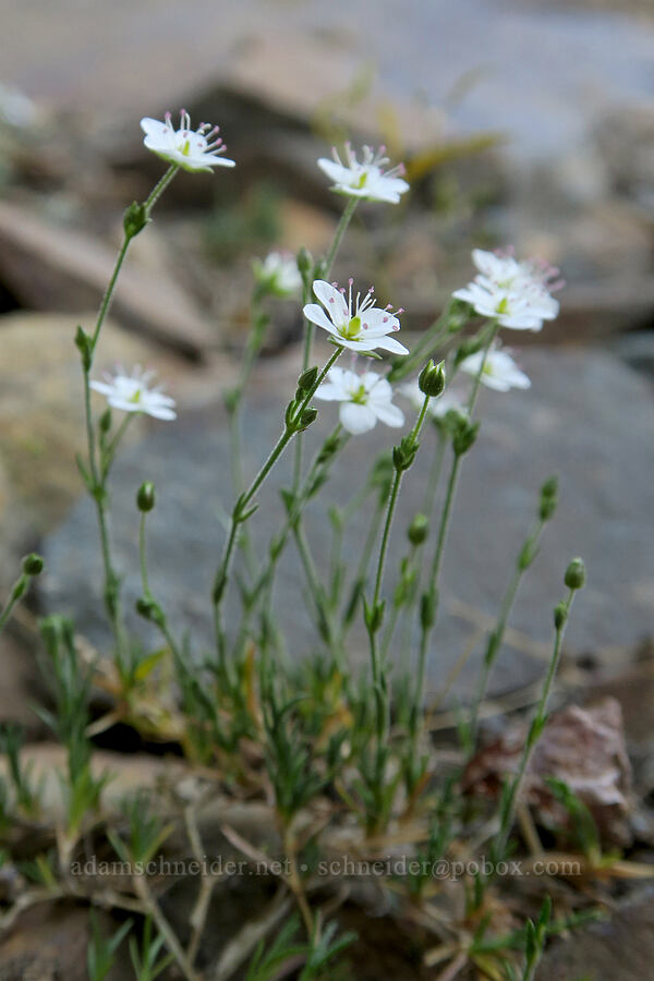 boreal sandwort (Minuartia rubella (Arenaria rubella) (Sabulina rubella)) [Naches Peak, Okanogan-Wenatchee National Forest, Yakima County, Washington]