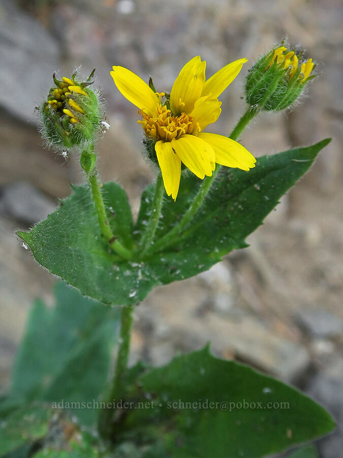 sticky-leaf(?) arnica (Arnica ovata (Arnica diversifolia)) [Naches Peak, Okanogan-Wenatchee National Forest, Yakima County, Washington]
