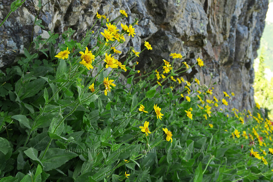 sticky-leaf(?) arnica (Arnica ovata (Arnica diversifolia)) [Naches Peak, Okanogan-Wenatchee National Forest, Yakima County, Washington]