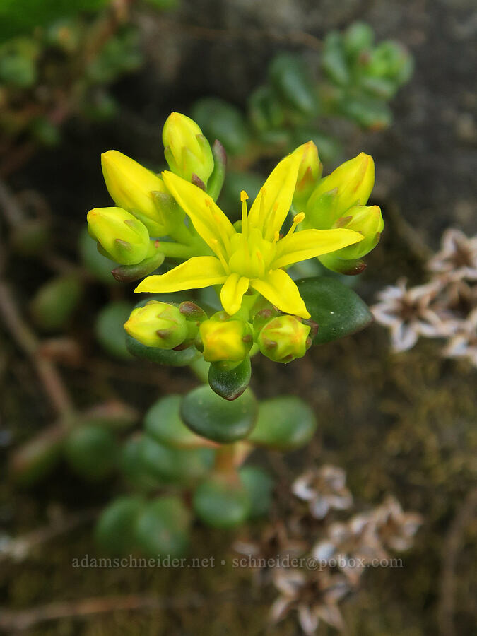 spreading stonecrop (Sedum divergens) [Naches Peak, Okanogan-Wenatchee National Forest, Yakima County, Washington]