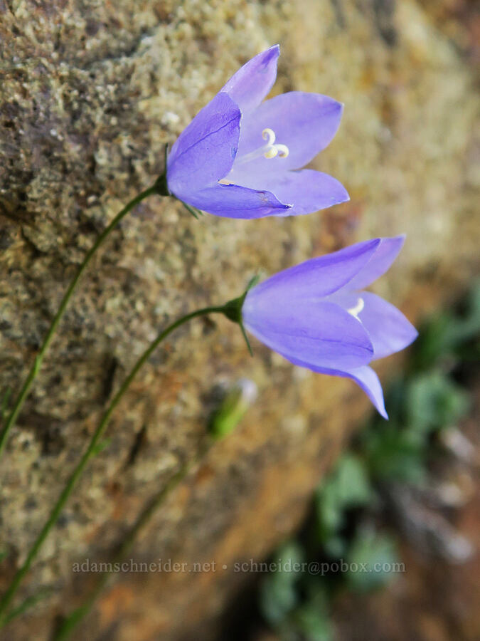 harebells (Campanula petiolata (Campanula rotundifolia)) [Naches Peak, Okanogan-Wenatchee National Forest, Yakima County, Washington]