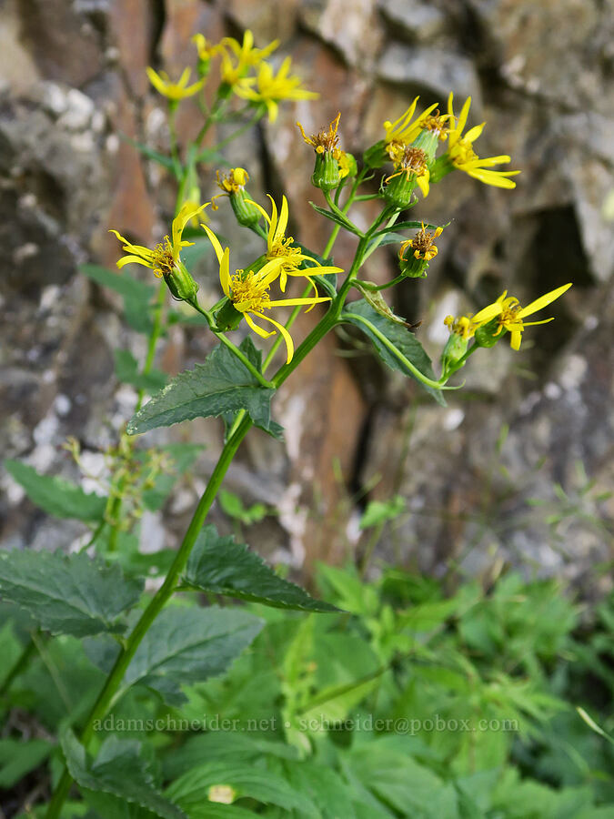 arrow-leaf groundsel (Senecio triangularis) [Naches Peak, Okanogan-Wenatchee National Forest, Yakima County, Washington]