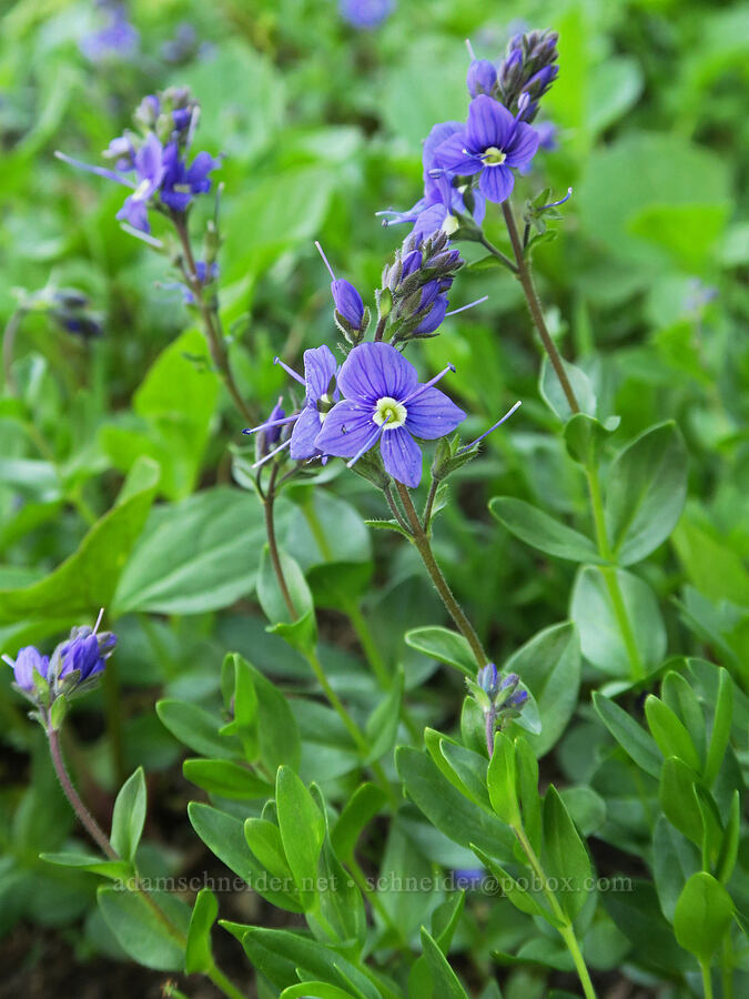 Cusick's speedwell (Veronica cusickii) [Naches Peak, Okanogan-Wenatchee National Forest, Yakima County, Washington]