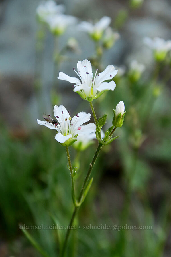 slender sandwort (Eremogone capillaris (Arenaria capillaris)) [Naches Peak, Okanogan-Wenatchee National Forest, Yakima County, Washington]