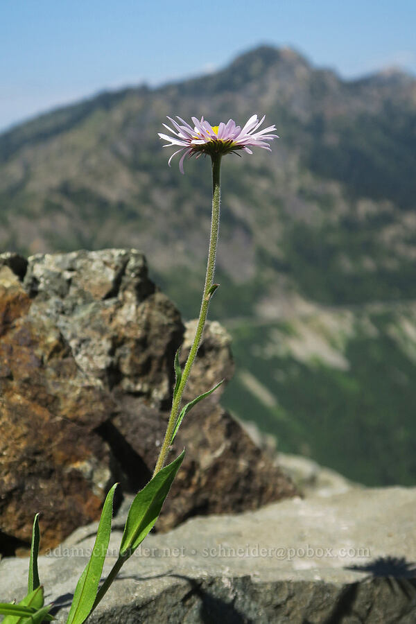 subalpine fleabane (Erigeron glacialis var. glacialis) [Naches Peak, Okanogan-Wenatchee National Forest, Yakima County, Washington]
