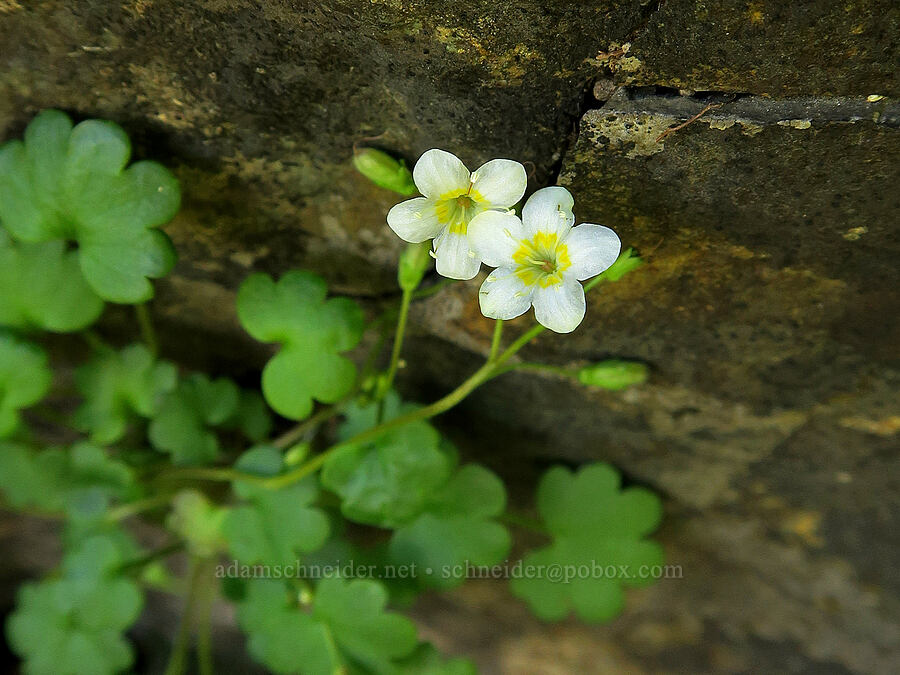 Sitka mist-maiden (Romanzoffia sitchensis) [Naches Peak, Okanogan-Wenatchee National Forest, Yakima County, Washington]