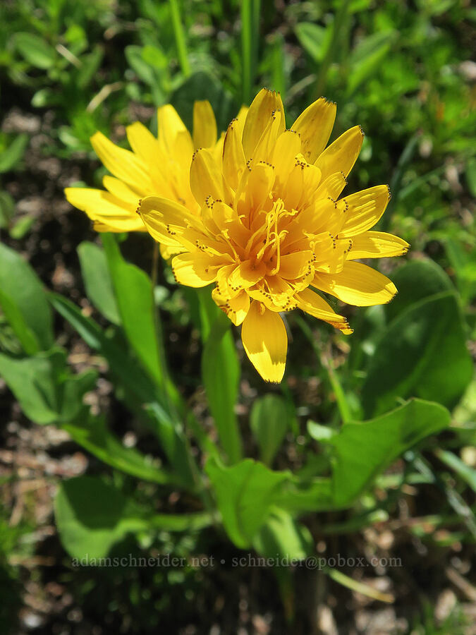 alpine false dandelion (Nothocalais alpestris (Microseris alpestris)) [Naches Peak, Okanogan-Wenatchee National Forest, Yakima County, Washington]