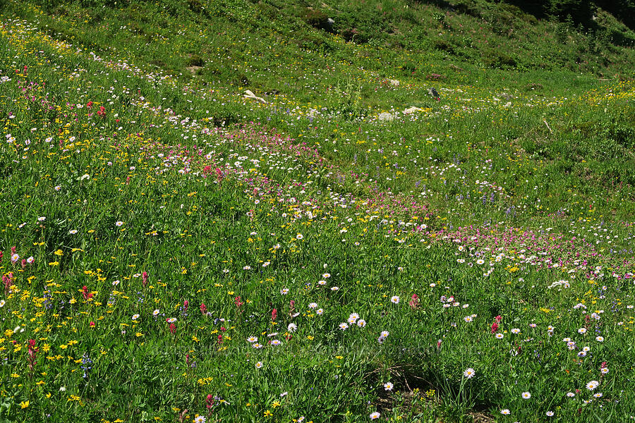 wildflowers (Erigeron glacialis var. glacialis, Arnica sp., Erythranthe lewisii (Mimulus lewisii), Castilleja parviflora var. oreopola, Lupinus latifolius, Valeriana sitchensis) [Naches Peak, William O. Douglas Wilderness, Yakima County, Washington]