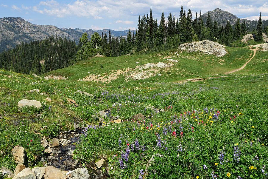 wildflowers (Lupinus latifolius, Arnica sp., Castilleja parviflora var. oreopola, Erigeron glacialis var. glacialis) [Naches Peak, William O. Douglas Wilderness, Yakima County, Washington]