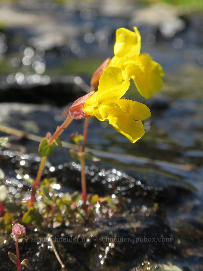 subalpine monkeyflower (Erythranthe caespitosa (Mimulus caespitosus)) [Pacific Crest Trail, William O. Douglas Wilderness, Yakima County, Washington]