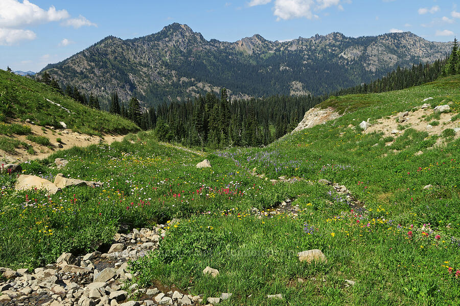 Chinook Peak & wildflowers (Castilleja parviflora var. oreopola, Arnica sp., Lupinus latifolius, Erigeron glacialis var. glacialis) [Pacific Crest Trail, William O. Douglas Wilderness, Yakima County, Washington]