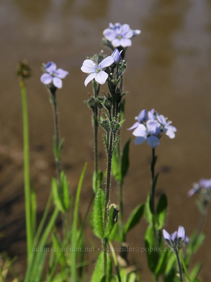 alpine speedwell (Veronica wormskjoldii) [Pacific Crest Trail, William O. Douglas Wilderness, Yakima County, Washington]