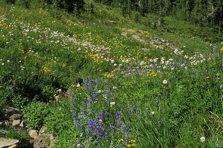 wildflowers (Lupinus latifolius, Erigeron glacialis var. glacialis, Castilleja parviflora var. oreopola, Arnica sp., Valeriana sitchensis) [Pacific Crest Trail, William O. Douglas Wilderness, Yakima County, Washington]
