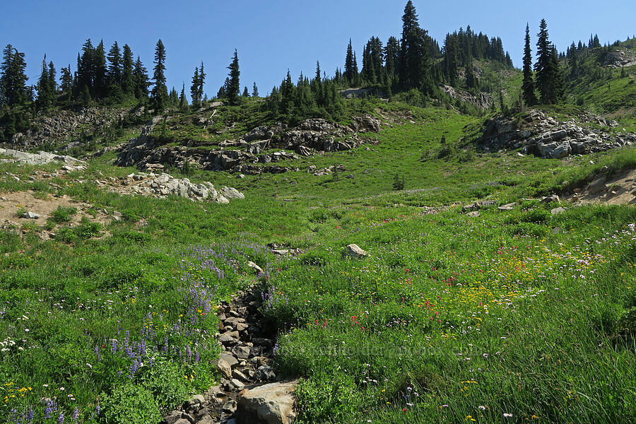 wildflowers (Lupinus latifolius, Castilleja parviflora var. oreopola, Arnica sp., Erigeron glacialis var. glacialis) [Pacific Crest Trail, William O. Douglas Wilderness, Yakima County, Washington]