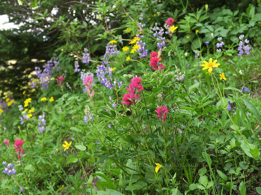 paintbrush, lupines, & arnica (Castilleja parviflora var. oreopola, Lupinus latifolius, Arnica latifolia) [Pacific Crest Trail, William O. Douglas Wilderness, Yakima County, Washington]