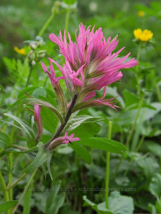 pale magenta paintbrush (Castilleja parviflora var. oreopola) [Pacific Crest Trail, William O. Douglas Wilderness, Yakima County, Washington]